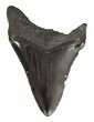 Juvenile Megalodon Tooth - Serrated Blade #56618-1